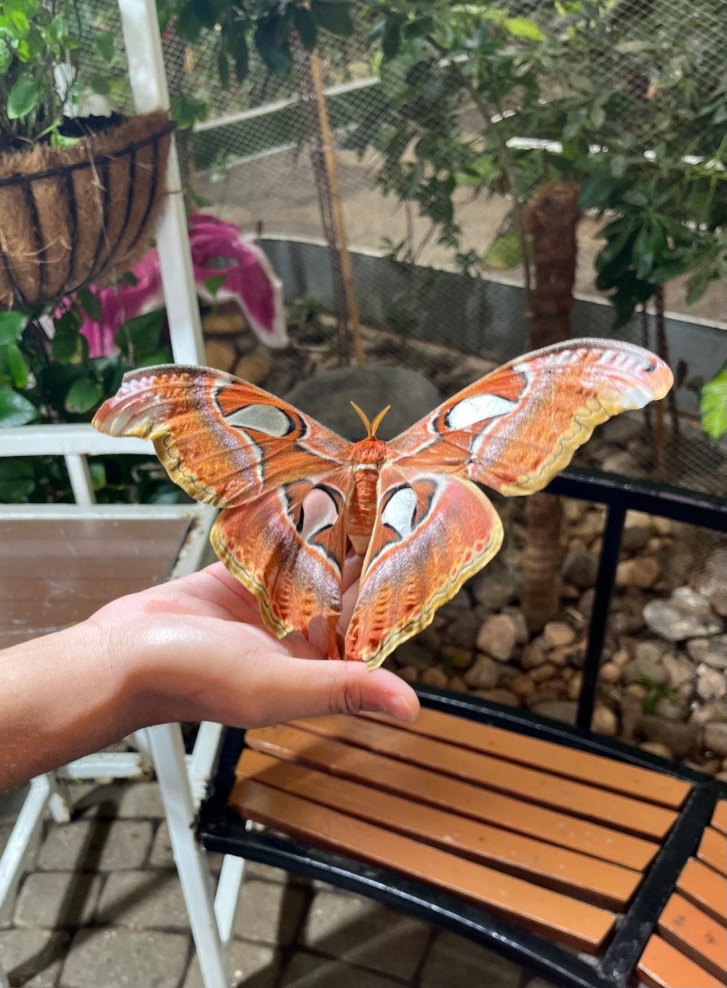 Dubai Butterfly Garden: A Must-See Gem in&nbsp;Dubai